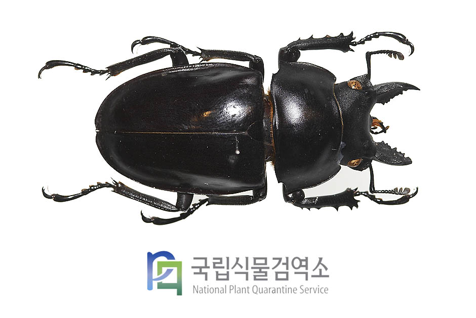 막시무스새사슴벌레(Neolucanus maximus)