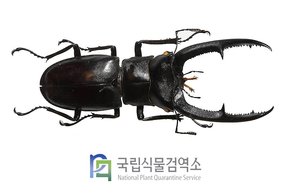 만디브라리스큰턱사슴벌레(Hexarthrius mandibularis)