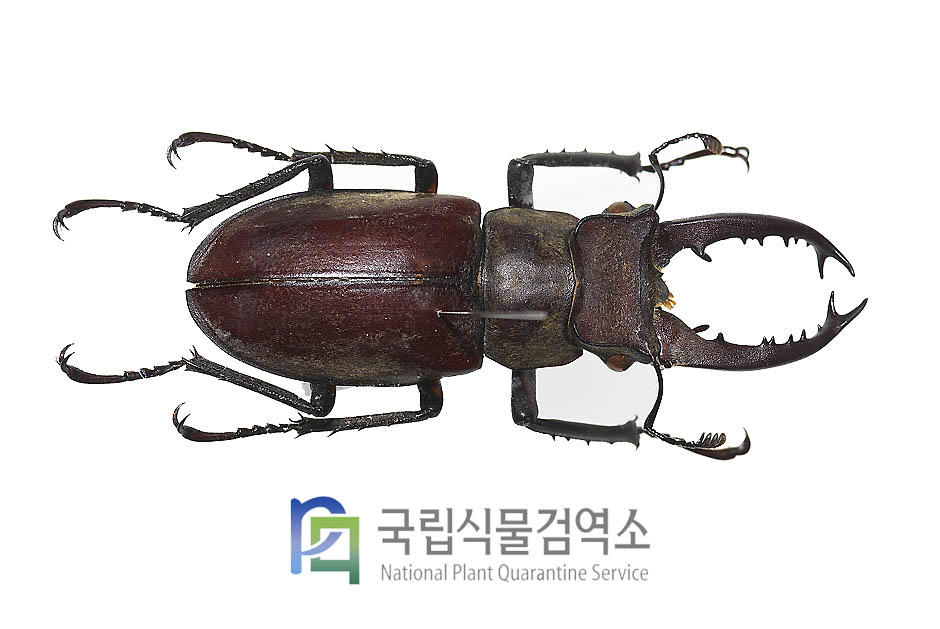 마쿠리훼모라투스사슴벌레(Lucanus maculifemoratus)