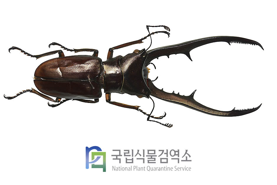 메탈리퍼가위사슴벌레(Cyclommatus metallifer)