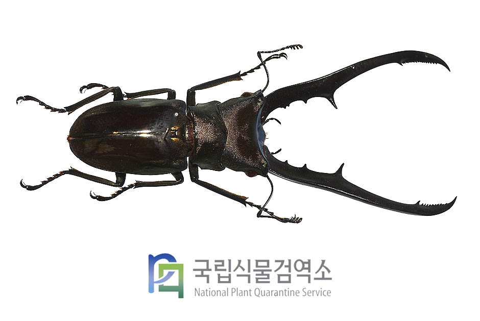 메탈리퍼휘나에가위사슴벌레(Cyclommatus metalifer finae)