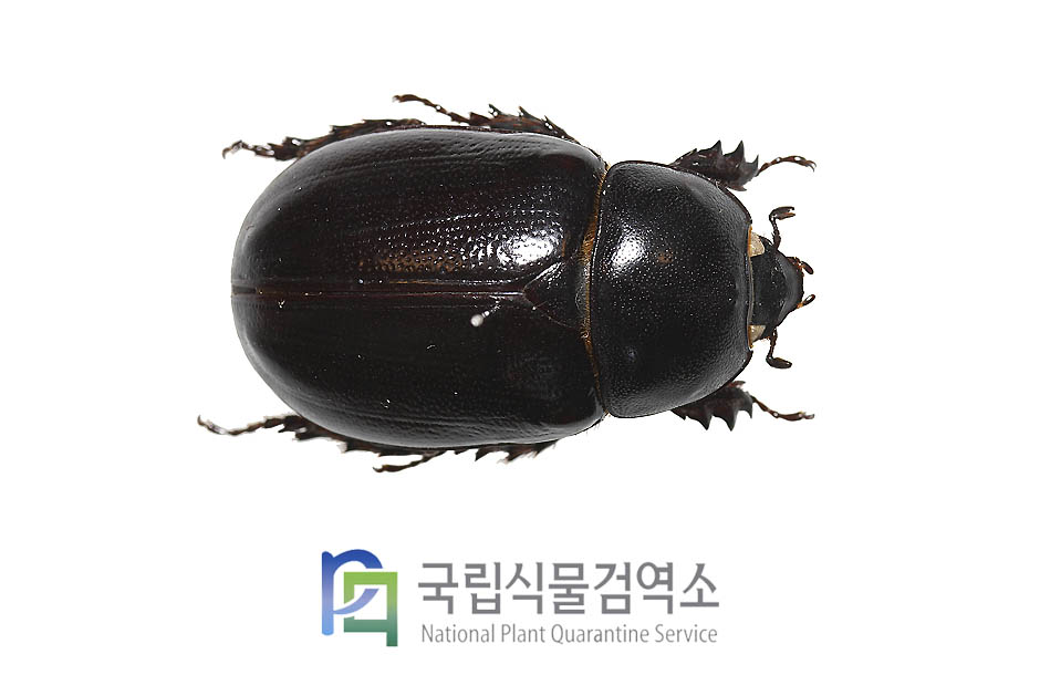 메레스장수풍뎅이(Heteroligus meles)