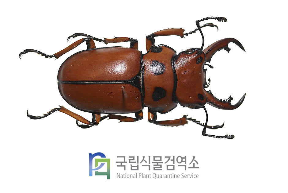 멜리이가면사슴벌레(Homoderus mellyi)