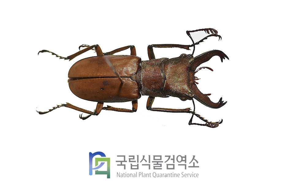 모디그리아니가위사슴벌레(Cyclommatus modiglianii)