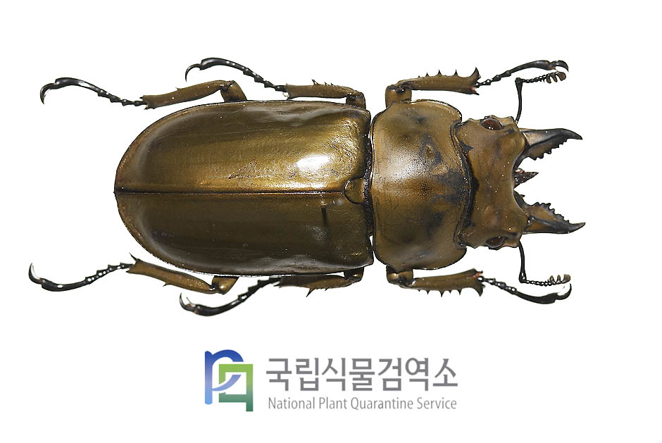 모렌캄피황금귀신사슴벌레(Allotopus moellenkampi moellenkampi)