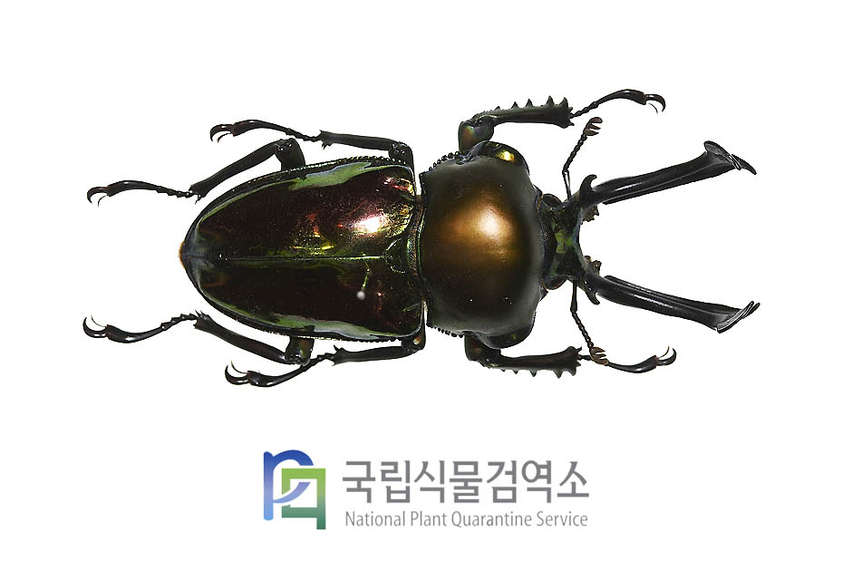 뮤엘러리진주사슴벌레(Phalacrognathus muelleri)