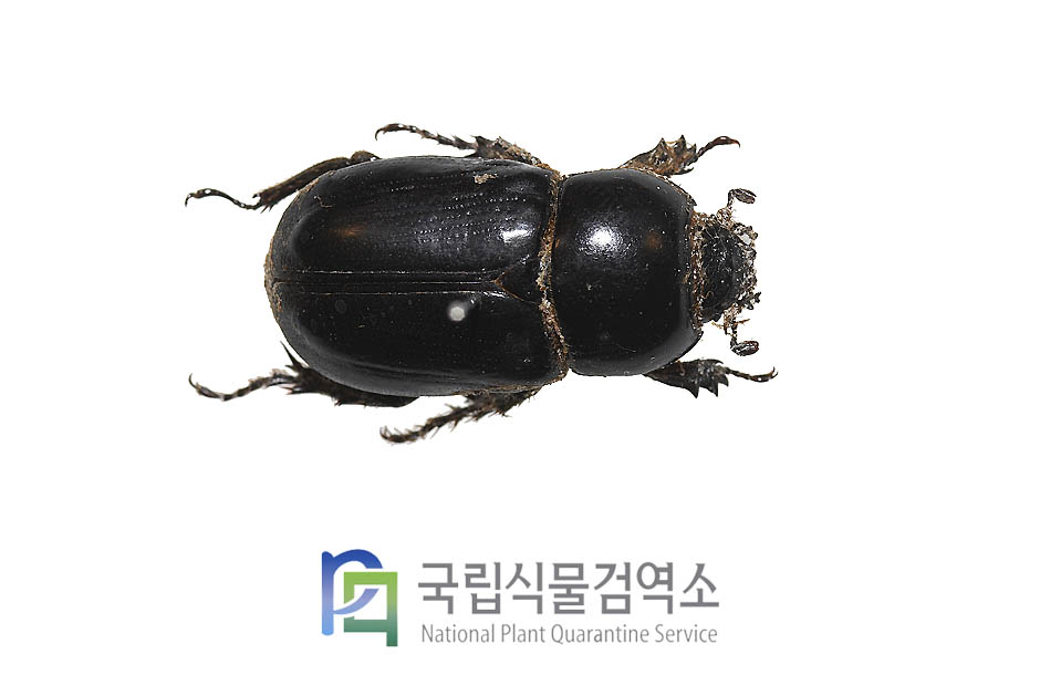 바이든스애장수풍뎅이(Pentodon bidens)