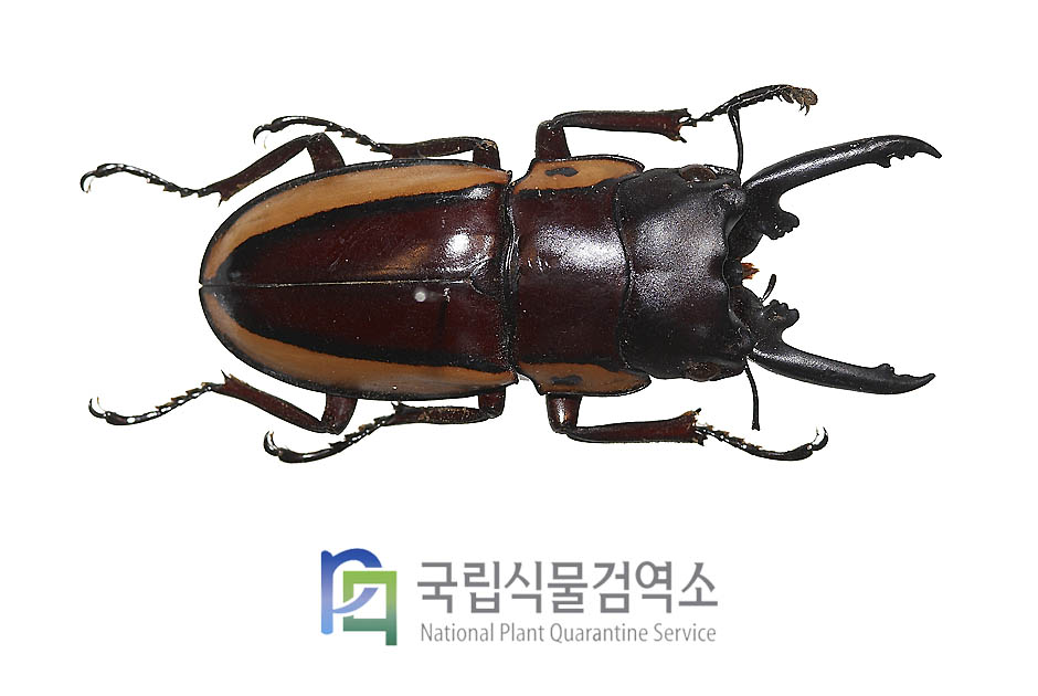 바이슨톱사슴벌레(Prosopocoilus bison)