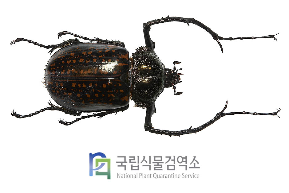 바타레리앞장다리장수풍뎅이(Cheirotonus battareli)