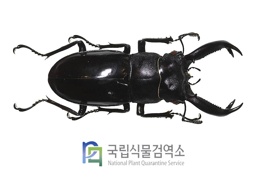 버케티큰턱사슴벌레(Hexarthrius buqueti)