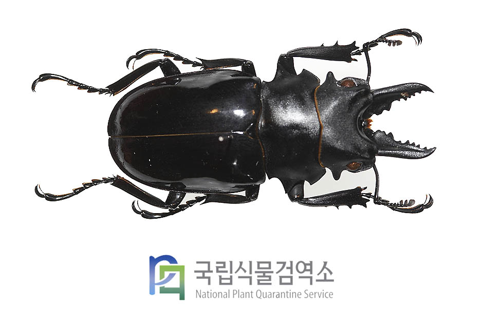 벨리코서스멋쟁이사슴벌레(Odontolabis bellicosus)