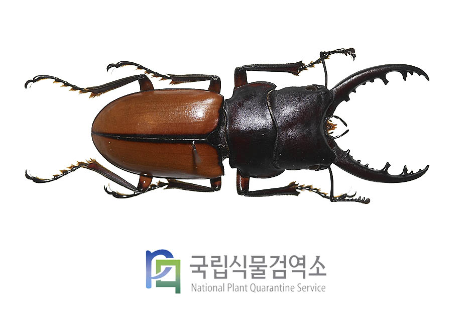 부루이니톱사슴벌레(Prosopocoilus bruijni)