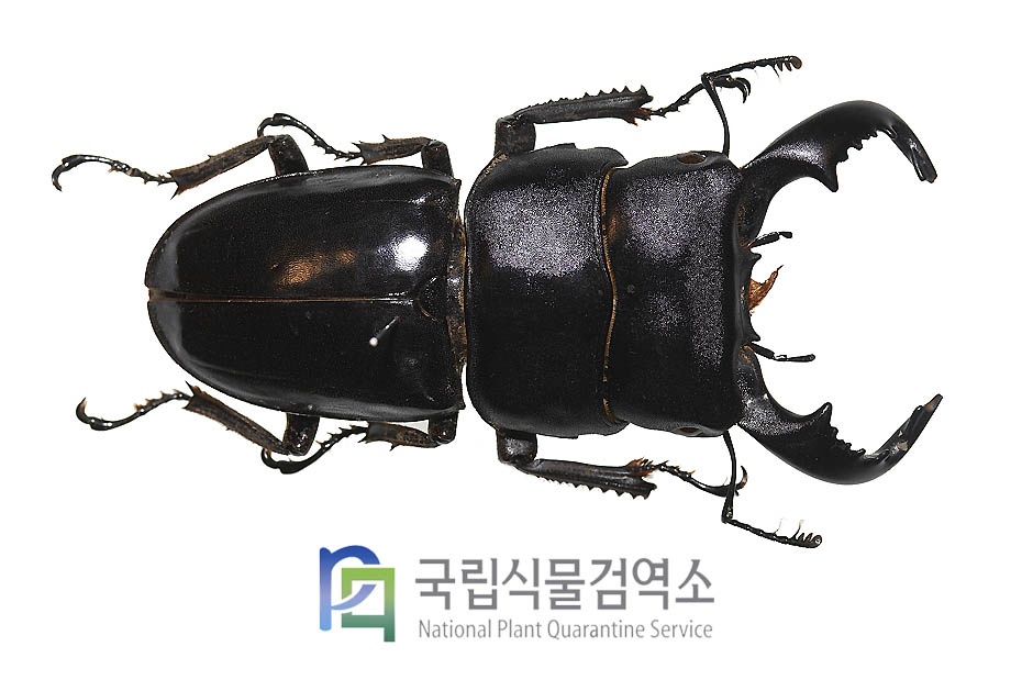 부세팔루스왕넓적사슴벌레(Dorcus bucephalus)