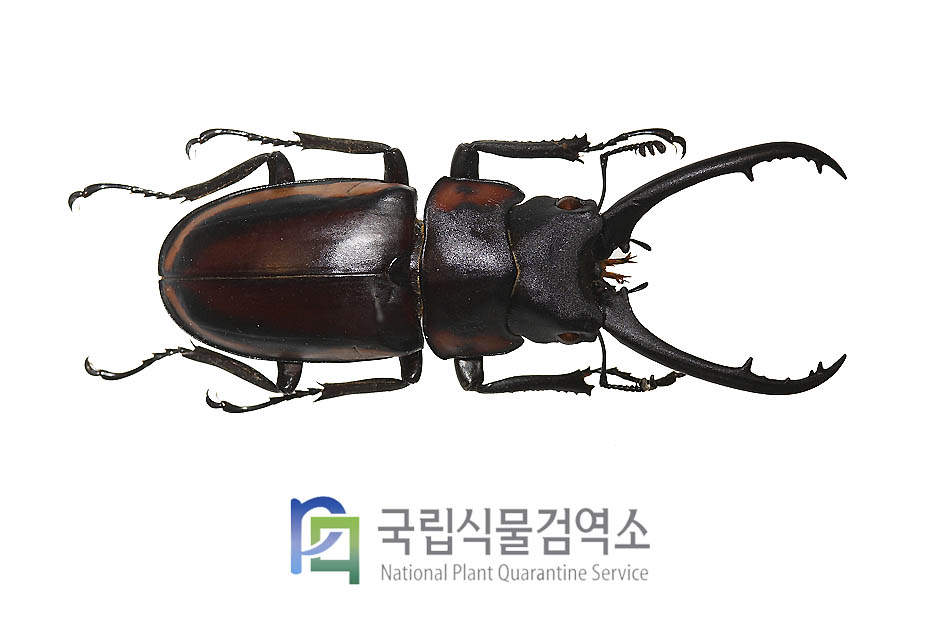 데시피엔스톱사슴벌레(Prosocopoilus decipiens)