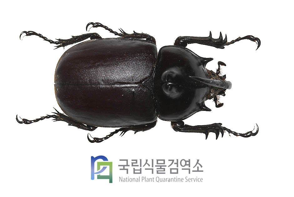 비르마니쿠스장수풍뎅이(Eupatorus birmanicus)