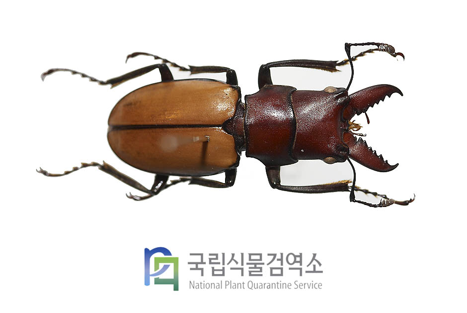 비콜로르가위사슴벌레(Cyclommatus bicolor)