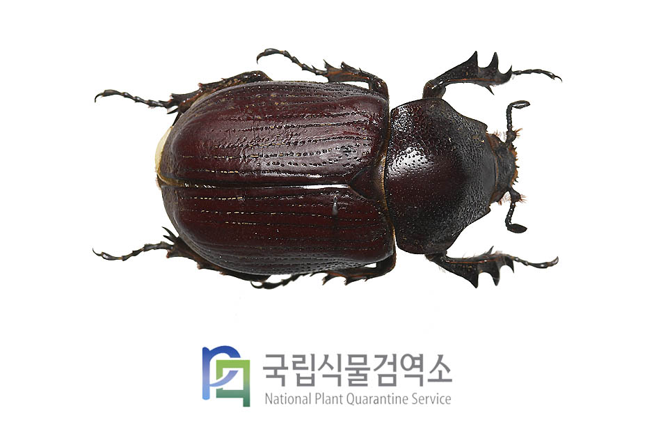 빌로바장수풍뎅이(Coelosis biloba)