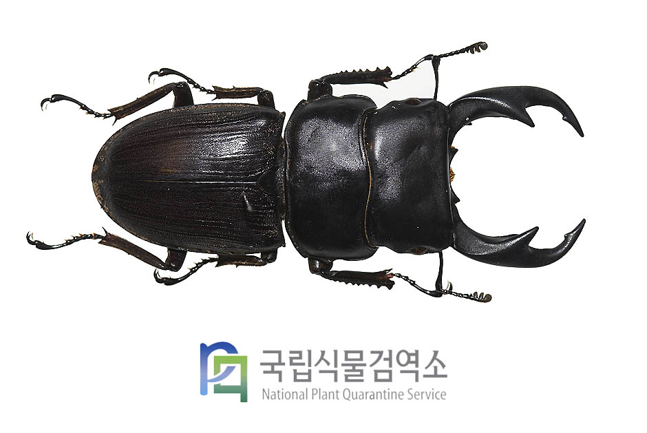 셑수로이왕사슴벌레(Dorcus parryi setsuroi)