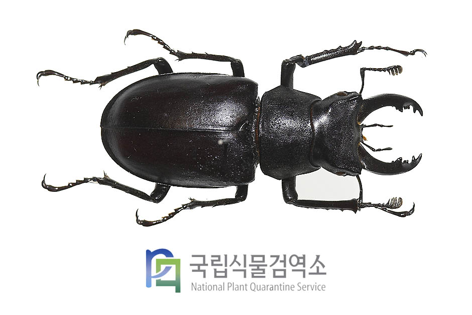 스위스커브스유럽사슴벌레(Lucanus cervus cervus)