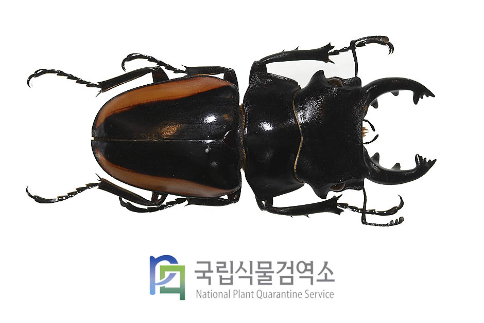 스티븐시멋쟁이사슴벌레(Odontolabis stevensi limbata)