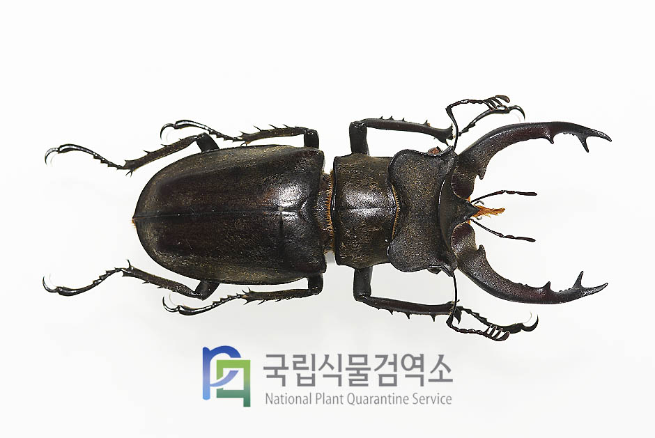 쎄리케우스사슴벌레(Lucanus sericeus)