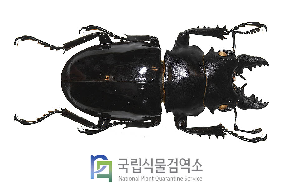 Lucanus sericeus