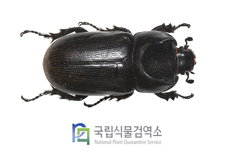 아르마투스넓적뿔장수풍뎅이(Ceratoryctoderus armatus)