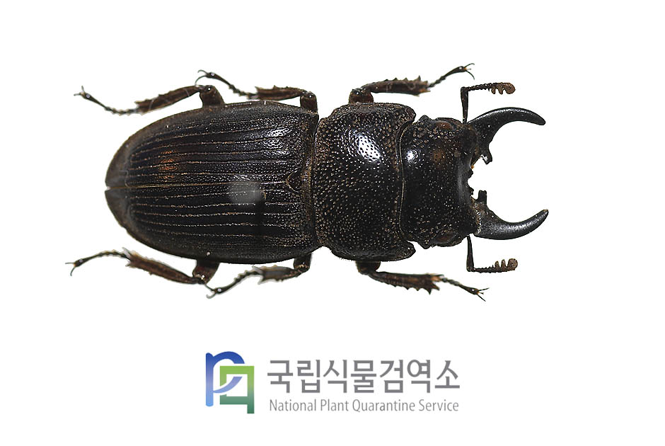 아쿠미나투스꼬마넓적사슴벌레(Aegus acuminatus)