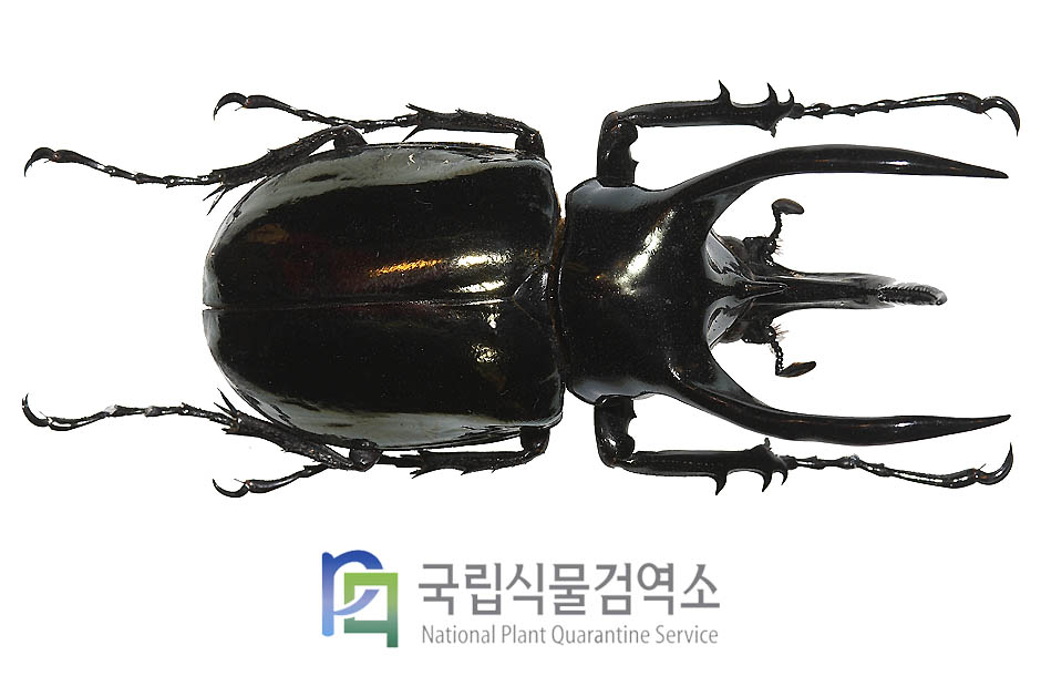 아틀라스장수풍뎅이(Chalcosoma atlas)