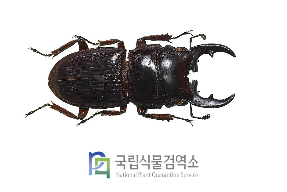 안구스투스꼬마넓적사슴벌레(Aegus angustus)