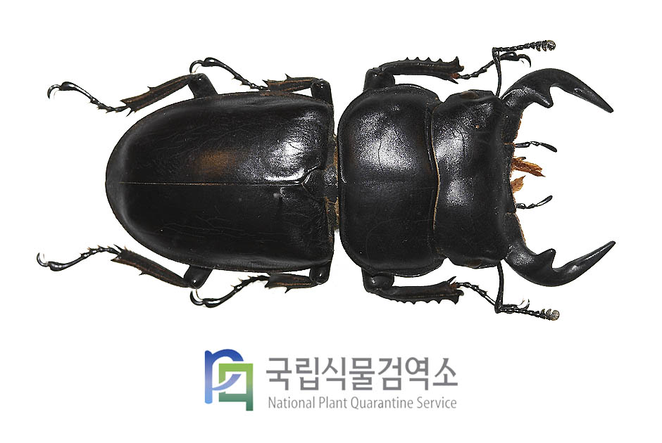 안테우스왕사슴벌레(Dorcus antaeus)