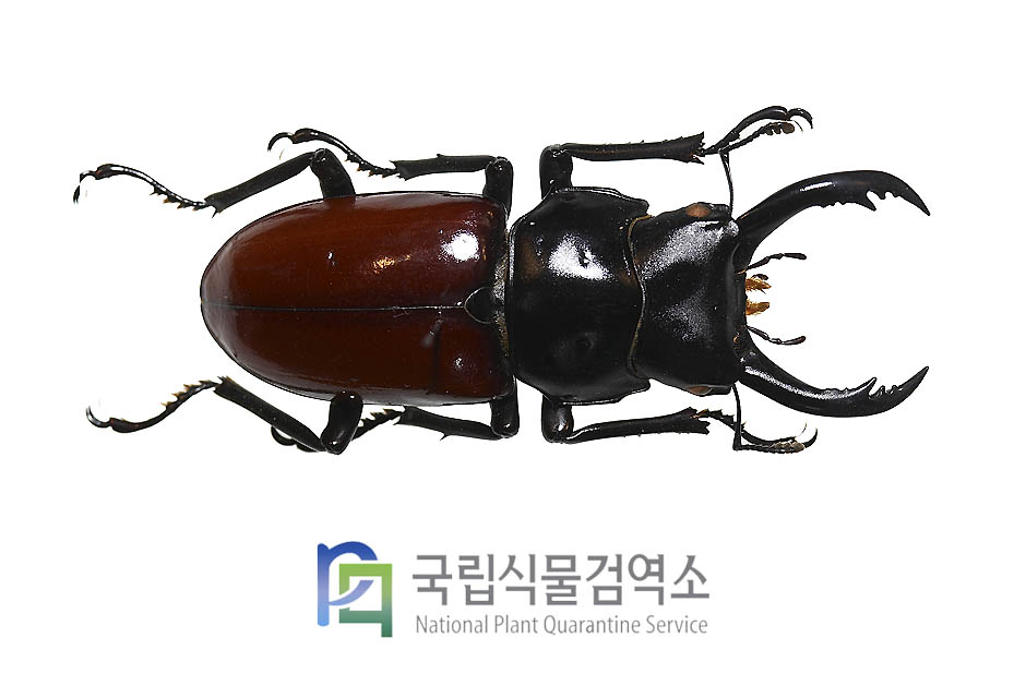 알로우이홍다리사슴벌레(Dorcus arrowi)