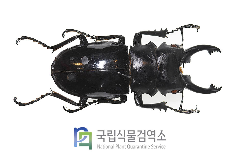 알쎄스멋쟁이사슴벌레(Odontolabis alces telodonte)