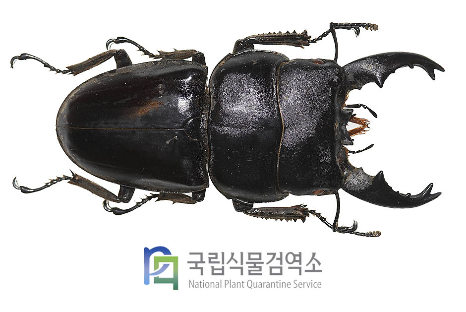 알키데스넓적사슴벌레(Dorcus alcides)