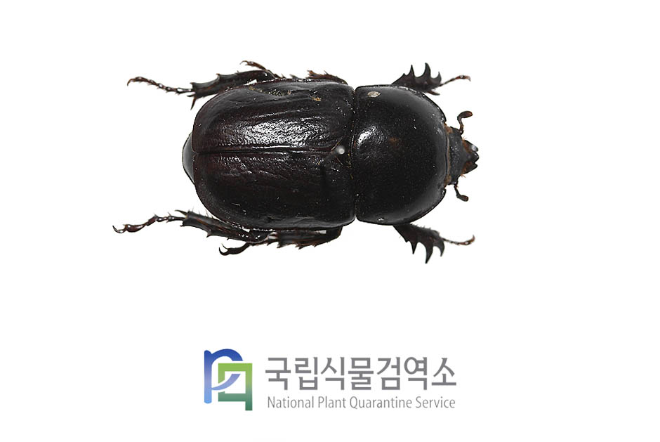 압데루스긴뿔장수풍뎅이(Diloboderus abderus)