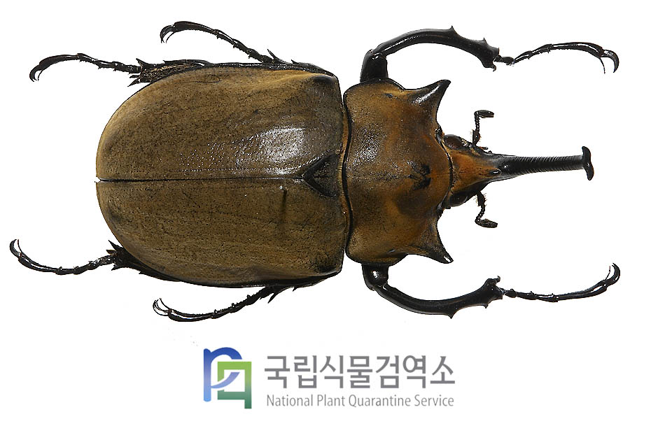 엘라파스코끼리장수풍뎅이(Megasoma elephas)