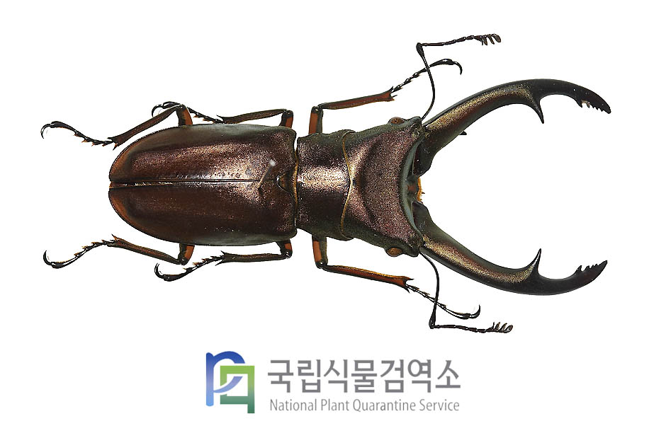 엘라푸스가위사슴벌레(Cyclommatus elaphus)