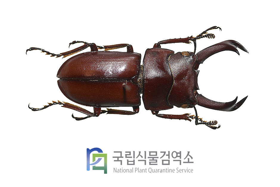 엘레강투러스작은넓적사슴벌레(Dorcus elegantulus axis)