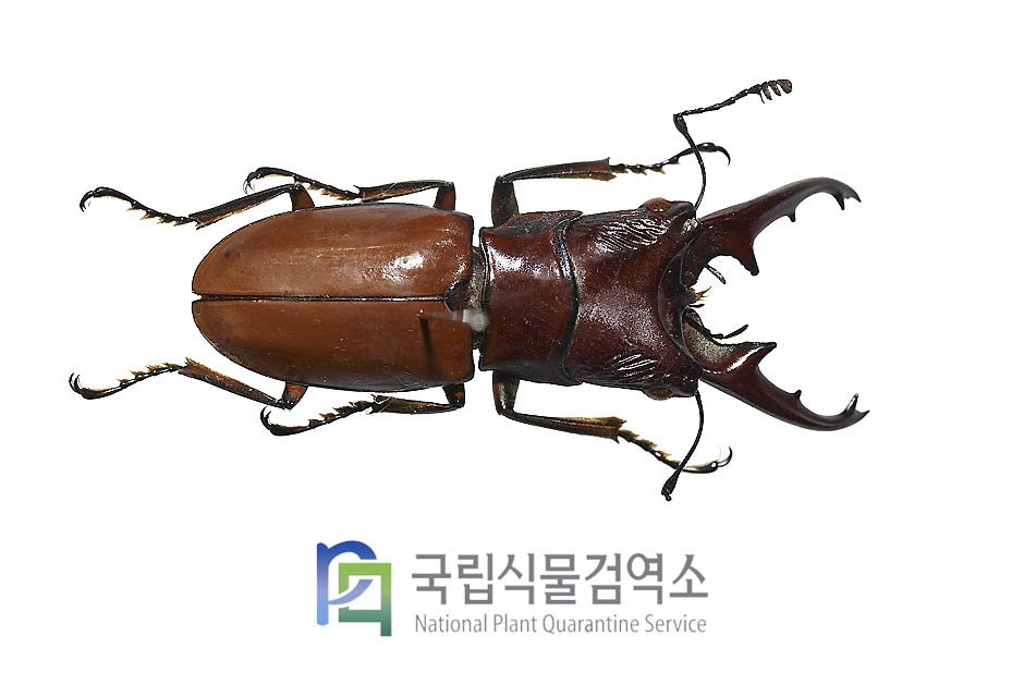 엘싸에가위사슴벌레(Cyclommatus elsae)