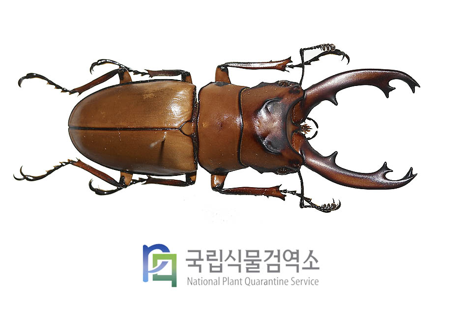 옥시피탈리스톱사슴벌레(Prosopocoilus occipitalis)