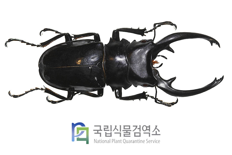 인테르메디우스멋쟁이사슴벌레(Odontolabis intermedius)