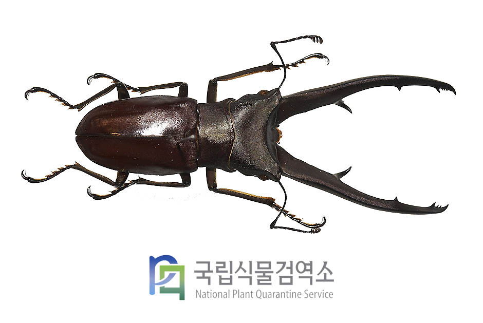 임페라토르가위사슴벌레(Cyclommatus imperator)