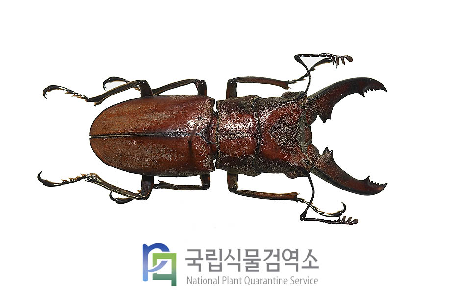 쥬베리가위사슴벌레(Cyclommatus zubrri)