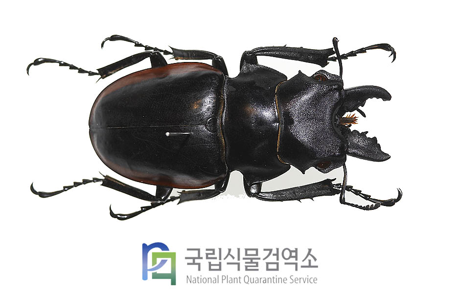 차이네시스멋쟁이사슴벌레(Odontolabis cuvera chinesis)