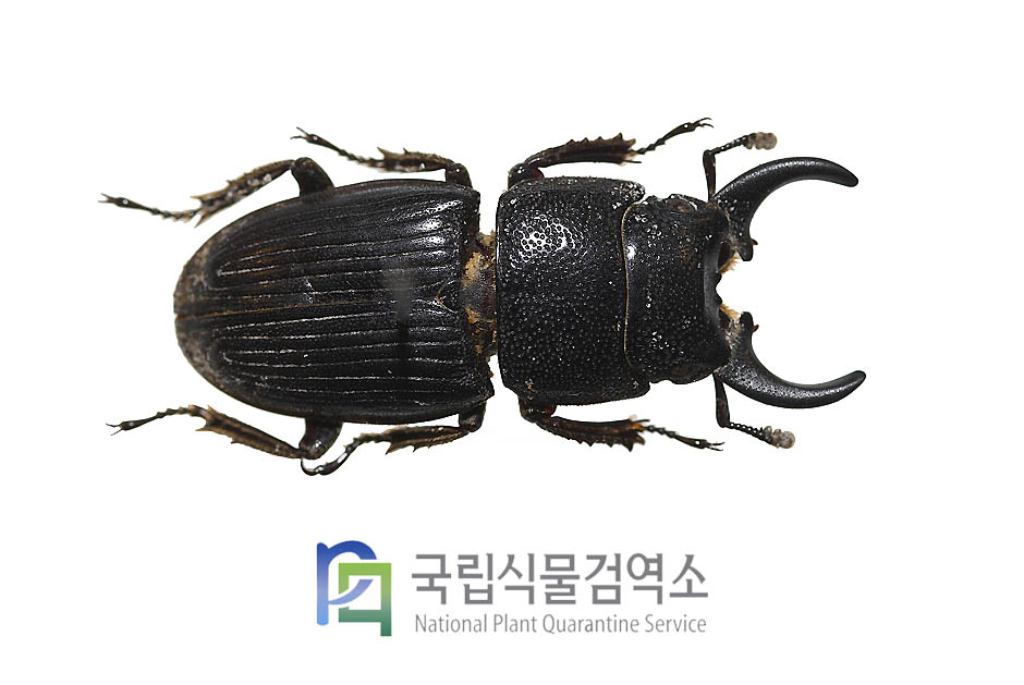 체리퍼꼬마넓적사슴벌레(Aegus chelifer chelifer)