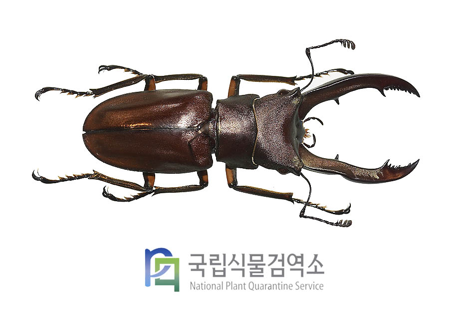 카나리쿠라투스가위사슴벌레(Cyclommatus canaliculatus)