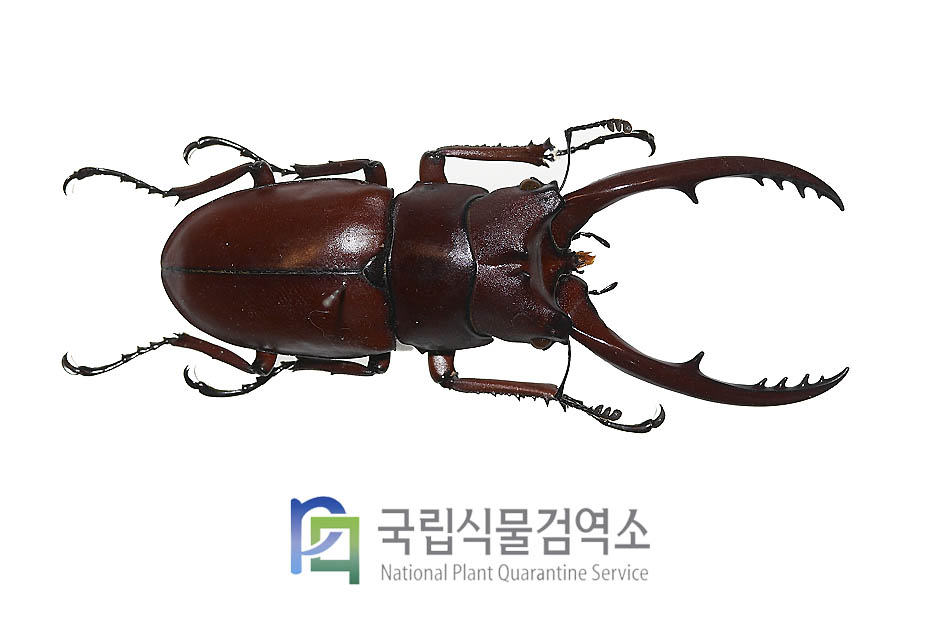 카스타네우스톱사슴벌레(Prosopocoilus astacoides castaneus)