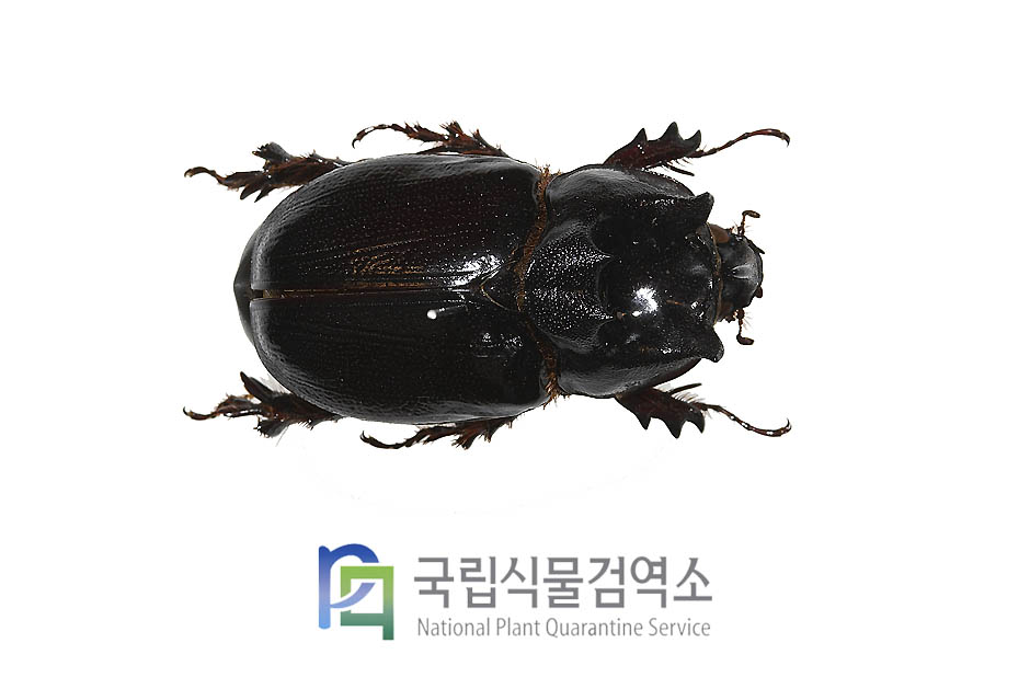 칸토리장수풍뎅이(Dipelicus cantori)