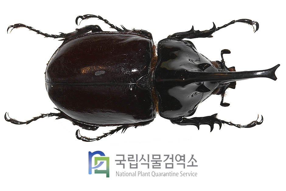 켄타우루스장수풍뎅이(Augosoma centaurus)