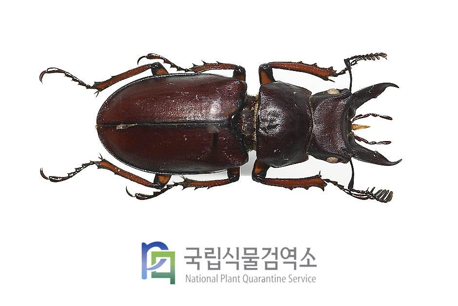 코야마이사슴벌레(Lucanus koyamai)